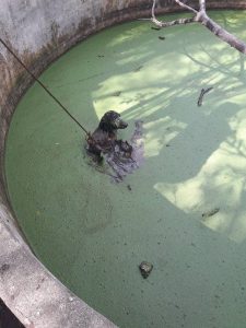 Tiraron perros a un estanque 04