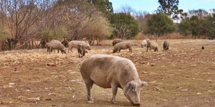 Triquinosis casos cordoba cerdos