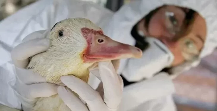 Gripe aviar pato silvestrewebp (1)