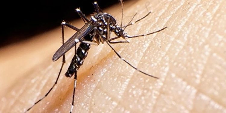 Casos dengue cordoba (3)