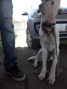 Perro con cuello cortado2