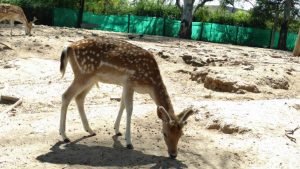 Zoo4