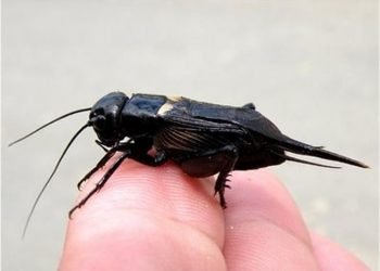 Gran cantidad de grillos en jesus maria