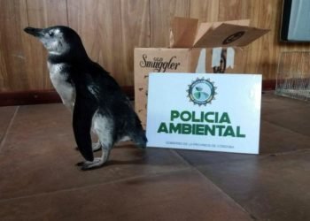 Pinguino en córdoba