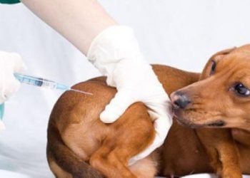 Vacunacion antirrabica