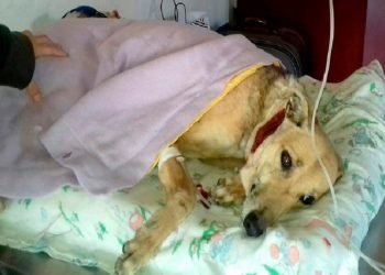 Foto gentileza el puntal