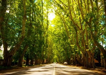 Platanos de av san martin . gentileza