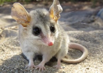 Yaca del norte internet