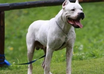 Dogo argentino