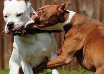 Perros peligrosos ilustrativa internet