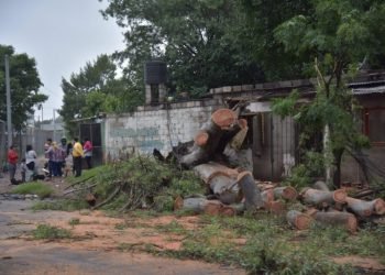Cayo un árbol en cordoba gentileza via córdoba