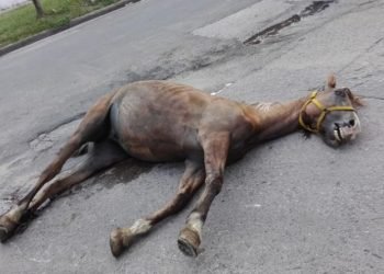 Caballo gentileza el doce