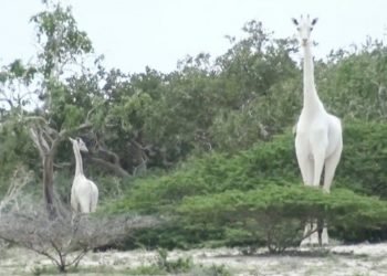 Jirafas blancas en africa
