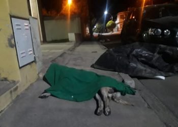 Perros envenenados 3