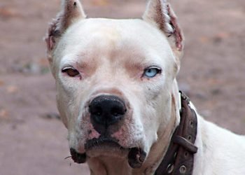 Dogo