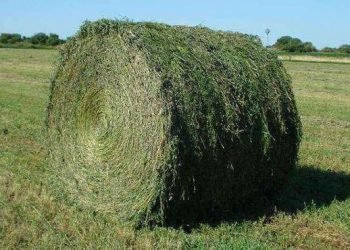 Foto ilustrativa