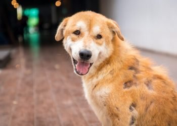Perro