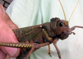 Langosta ilustrativa