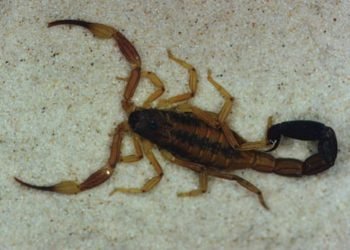 Alacranes