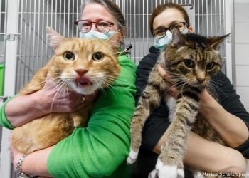 Vacuna rusa para animales