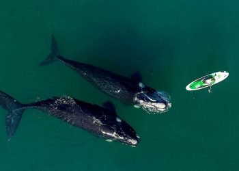 612f7b4e65d98 1004x565