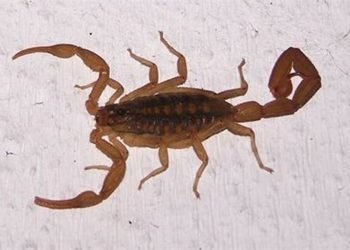 Multimedia.normal.80a06890859c7e4f.616c616372616e5f6e6f726d616c2e6a7067