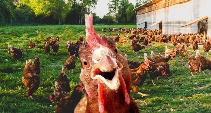 Gallinas felices 1200x801