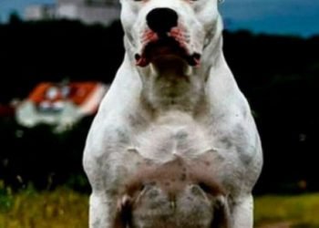 Ataque de un pitbulla u una persona en unquillo