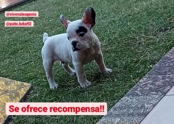 Buscan a un perro perdido que están revendiendo