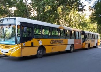Colectivos omnibus transporte urbano