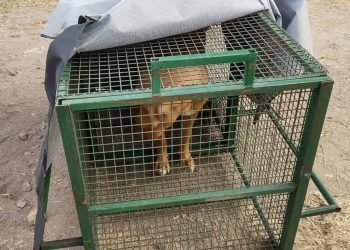 Un perro “Pitbull” lesionó a un niño de 12 años y fue secuestrado por la Policía