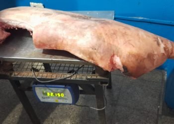 Jesús María: Bromatología decomisó 172 kilos de carne de faena clandestina