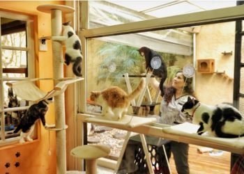 Ccf716c8 c399 4e2c 9bba 493aa7c015d5