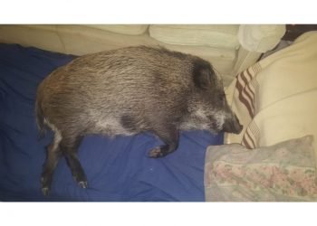 52166987 f7ba 4da5 94fd 9402b206f71c