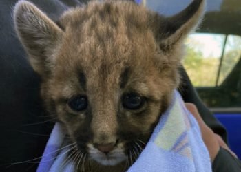 9acf0472 9175 4399 ac01 85a12fb0de4d