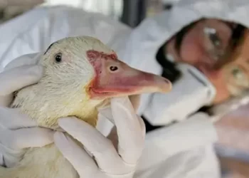 Gripe aviar pato silvestrewebp (1)