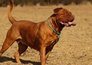 360 2023 08 30t080352.736