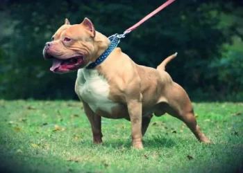 Chamuco o pitbull mexicano 45494 10 600