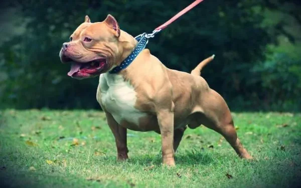 Chamuco o pitbull mexicano 45494 10 600