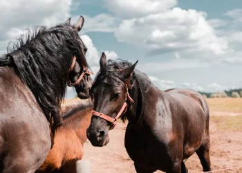 720 2024 02 06t085100.763