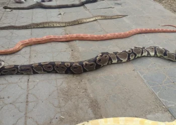 720 2024 04 22t081500.269