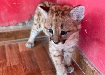 720 2024 10 17t102259.550