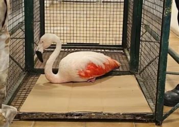 720 2025 02 20t073359.097