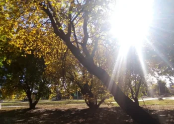 720 2025 06 05t075954.216