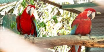 El Parque de la Biodiversidad trabaja en cuatro proyectos de conservación de especies en peligro de extinción