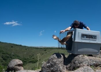 Liberaron 13 especies rescatadas y rehabilitadas en el Parque de la Biodiversidad