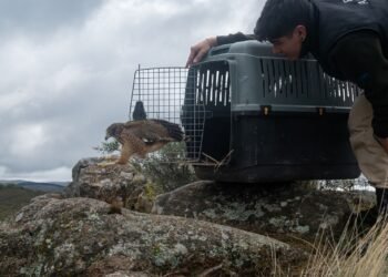 Fueron liberados veinte ejemplares de fauna silvestre en la zona de Colanchanga