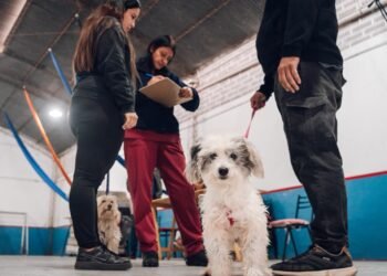 🐕 Los operativos de vacunación antirrábica para perros y gatos continúan recorriendo la ciudad