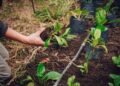 Las Huertas Inclusivas municipales producen abono y obsequian plantines de hortalizas a cambio de residuos orgánicos