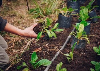 Las Huertas Inclusivas municipales producen abono y obsequian plantines de hortalizas a cambio de residuos orgánicos